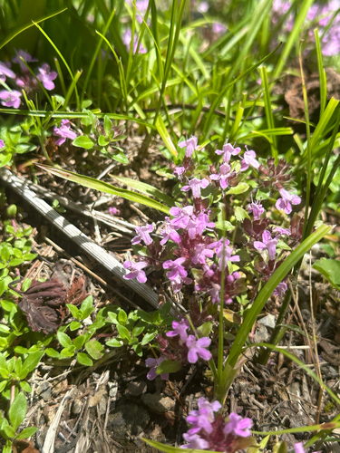 Thymus quinquecostatus, photograph 4