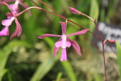 Encyclia moebusii