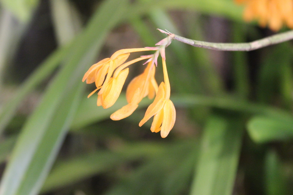 Dendrobium trichostomum Rchb.f. ex Oliv.