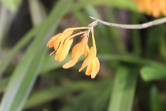 Dendrobium trichostomum