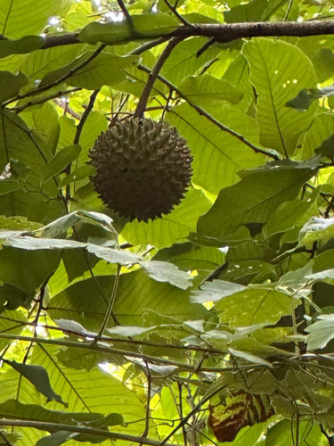 Annona purpurea - Whole tree