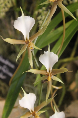Tailed Plectrelminthus