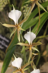 Plectrelminthus caudatus