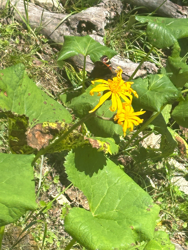 Ligularia dentata