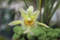 Chondroscaphe chestertonii