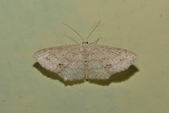 Pleuroprucha rudimentaria
