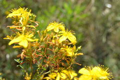 Hypericum perforatum