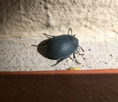 Eusattus reticulatus