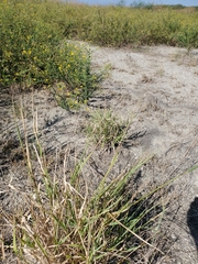 Trichloris pluriflora