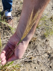 Trichloris pluriflora