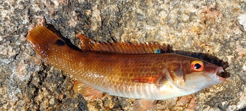 Ctenolabrus rupestris