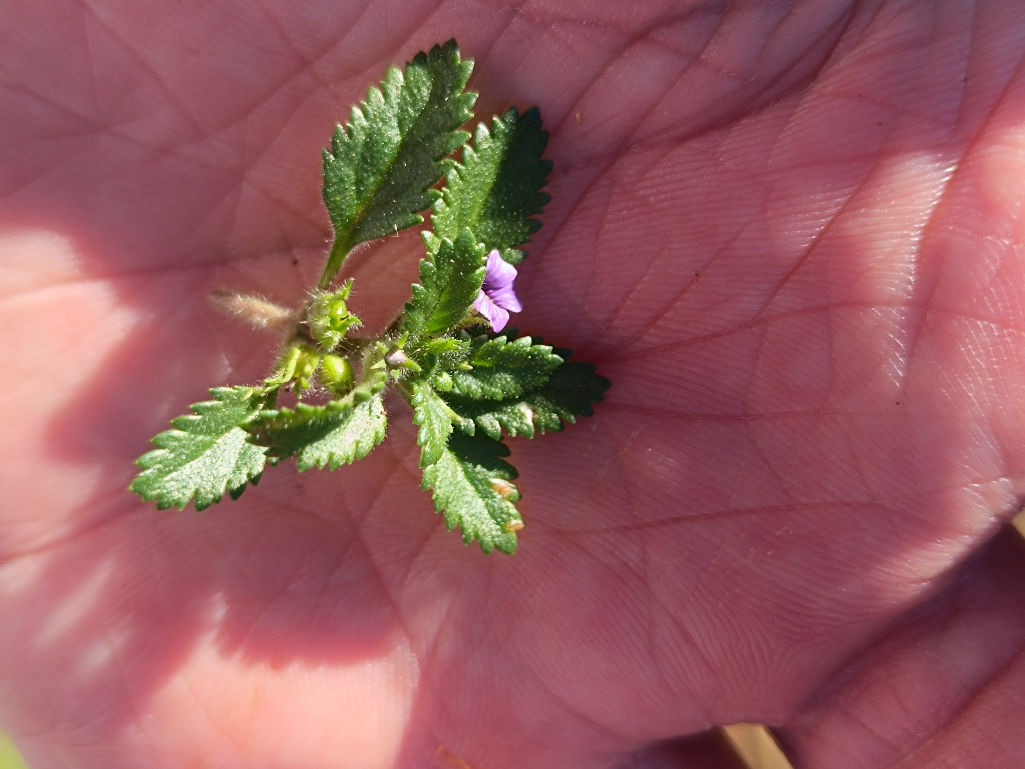 Stemodia verticillata