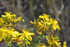 Hypericum perforatum