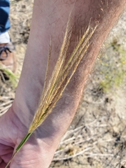 Trichloris pluriflora