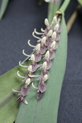 Acianthera strupifolia