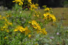 Hypericum perforatum