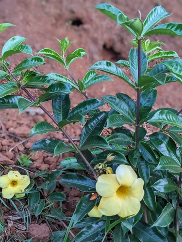 Golden Trumpet