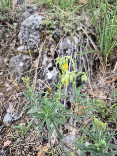 Onosma viridis, photograph 4