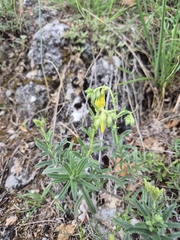 Bobo-X, CC BY, iNaturalist via GBIF Onosma viridis, photograph Bobo-X, CC BY, iNaturalist via GBIF