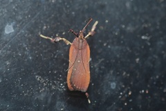 Galasa costalis