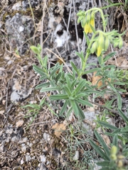 Bobo-X, CC BY, iNaturalist via GBIF Onosma viridis, photograph Bobo-X, CC BY, iNaturalist via GBIF