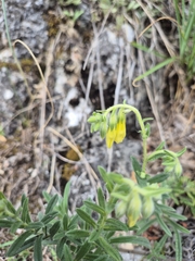 Onosma viridis, photograph Bobo-X, CC BY, iNaturalist via GBIF