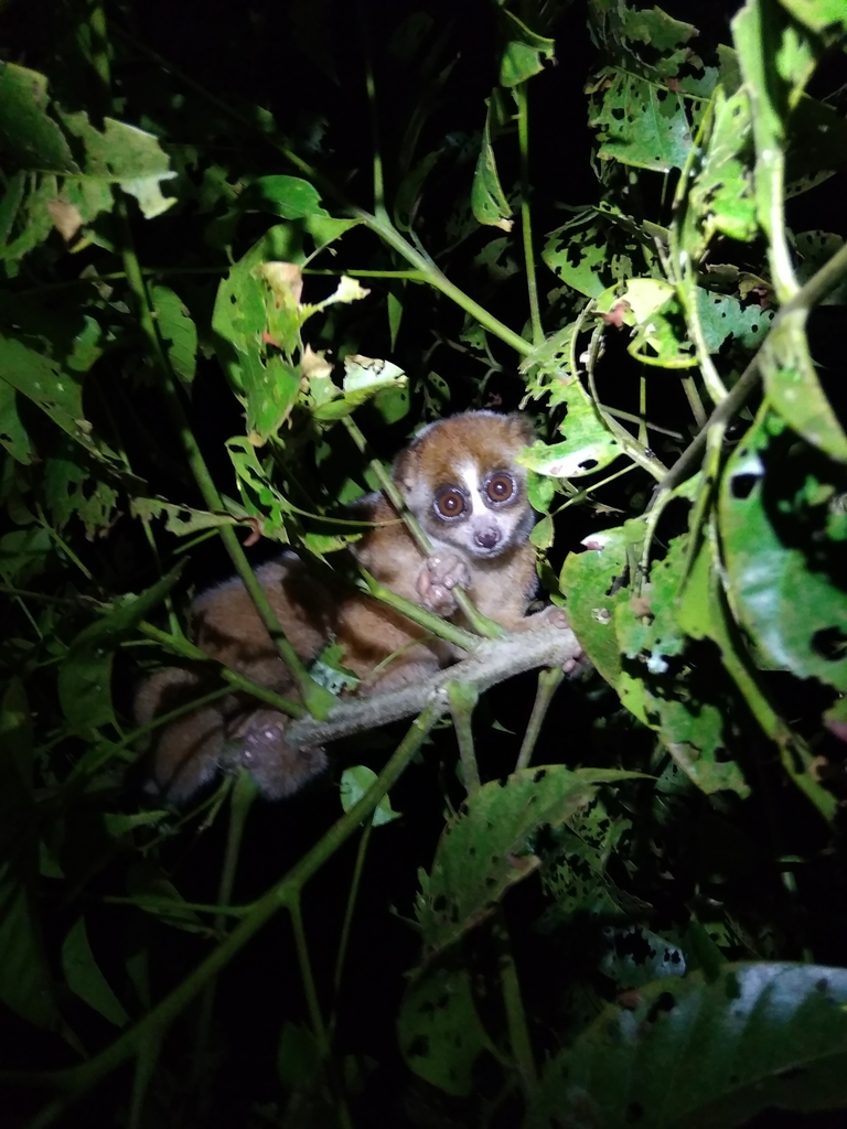 Sumatran Slow Loris