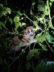 Sumatran Slow Loris photo 1