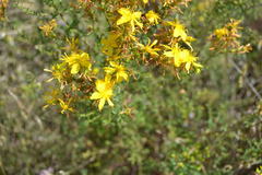 Hypericum perforatum