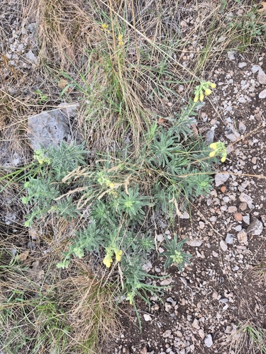 Onosma viridis, photograph 1