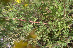 Hypericum perforatum