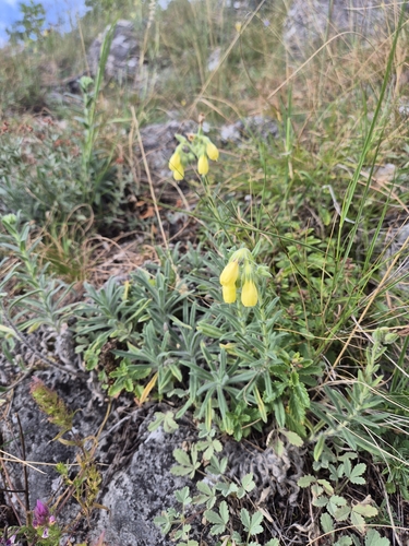Onosma viridis, photograph 3