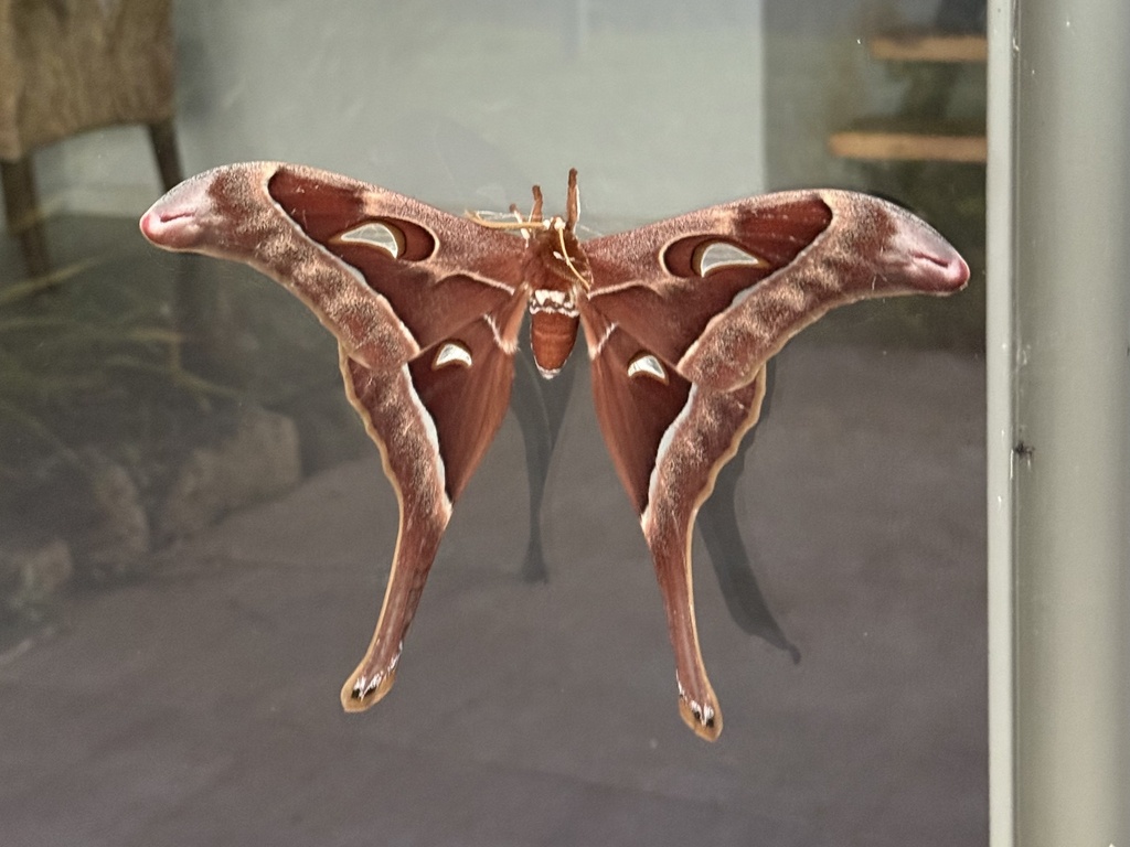 Coscinocera
