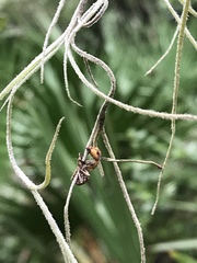 Ophiocordyceps camponoti-floridani