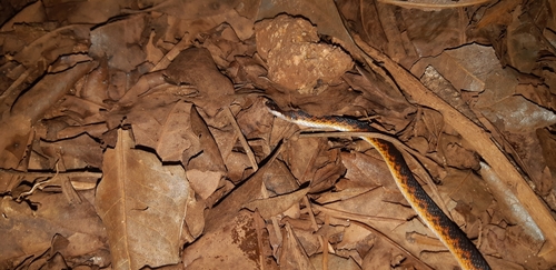Jensen's Ground Snake