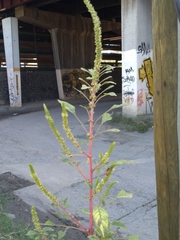 Amaranthus dubius