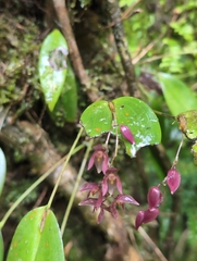 Pleurothallis rowleei