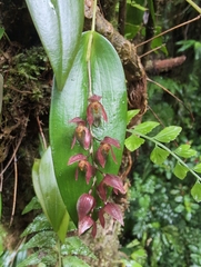 Pleurothallis rowleei, photograph (c) Noland Martin, some rights reserved (CC BY)