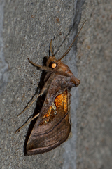 Dactyloplusia impulsa