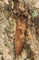 Acrolophus mora