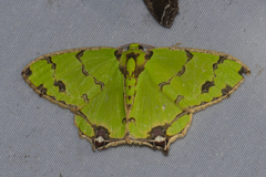 Agathia lycaenaria