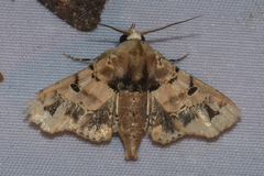 Atacira