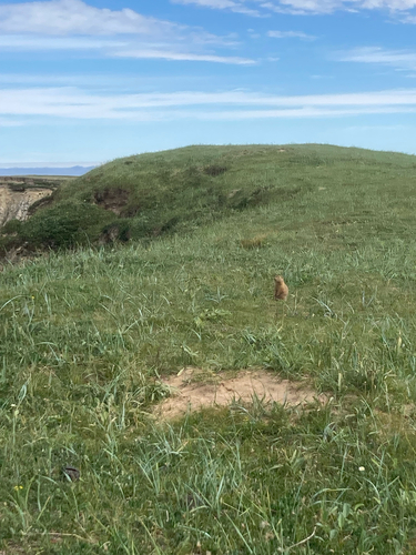 Arctic Ground Squirrel