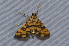 Glycythyma chrysorycta