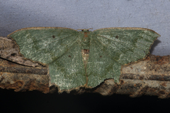 Episothalma robustaria