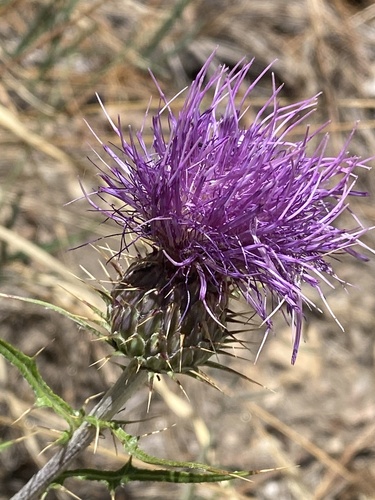 Wheeler's thistle (Cirsium wheeleri)