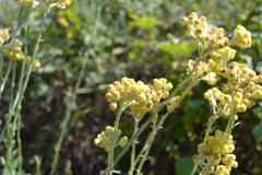 Helichrysum stoechas