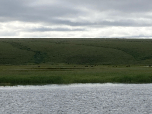 Muskox