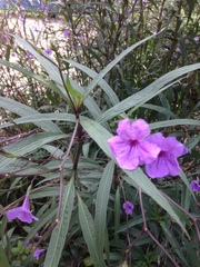 Ruellia simplex
