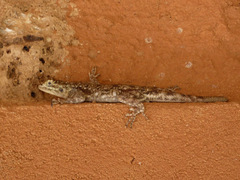 Agama lionotus